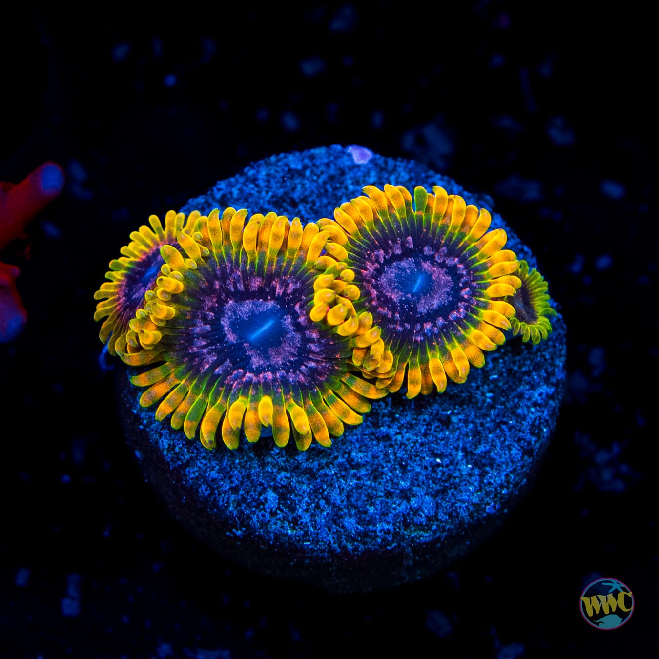 Jason Fox Acid Reflux Zoanthids