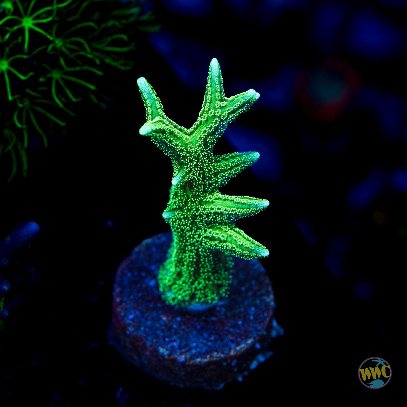 RW Jade Dragon Birdsnest