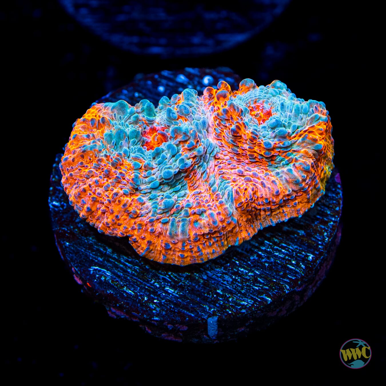 WWC Nacho Cheese Chalice