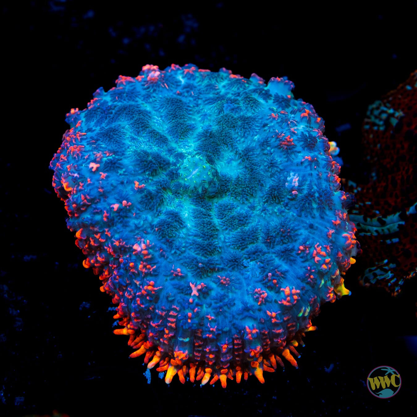 Lava Rim Rhodactis Mushroom