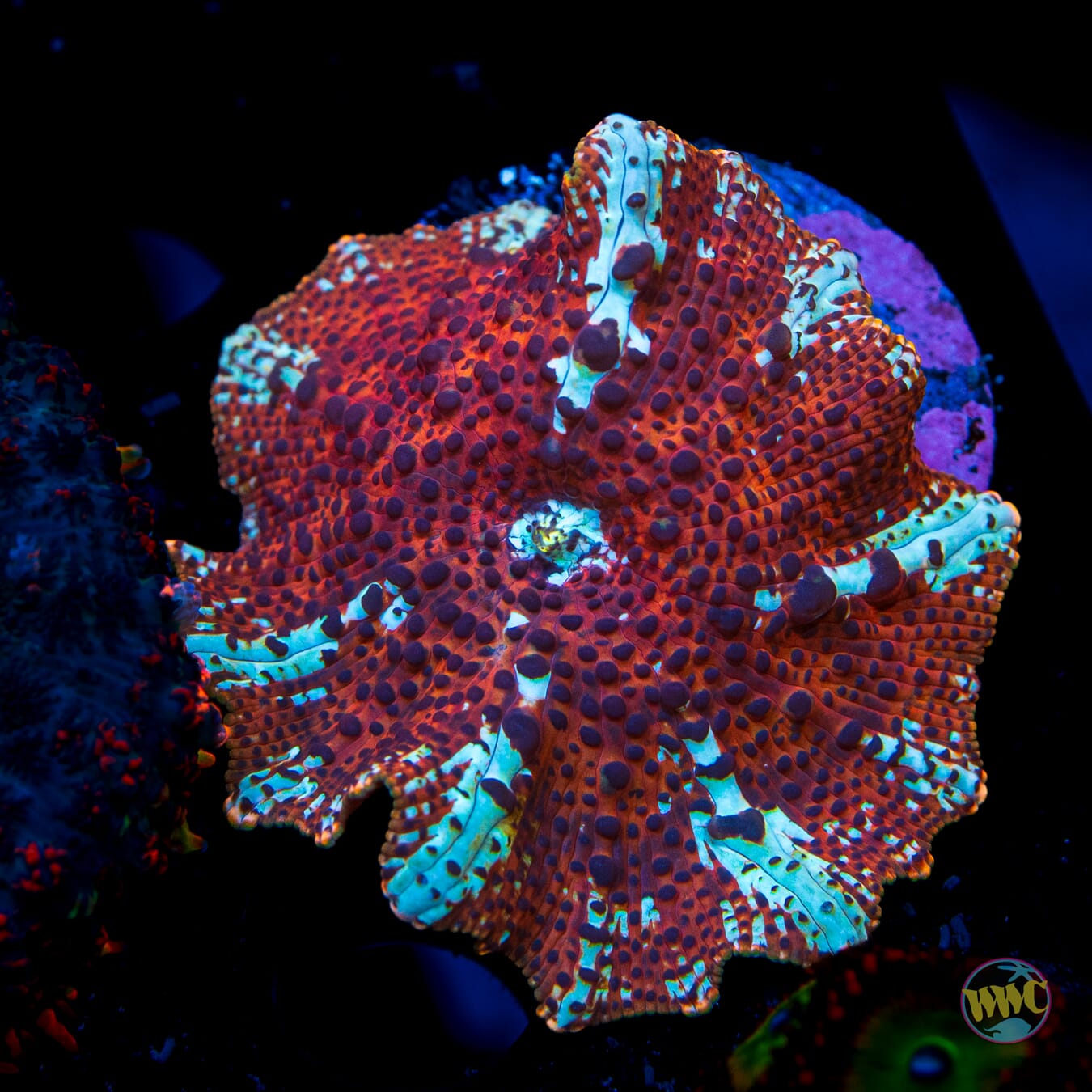 Tiger Eye Disco Mushroom