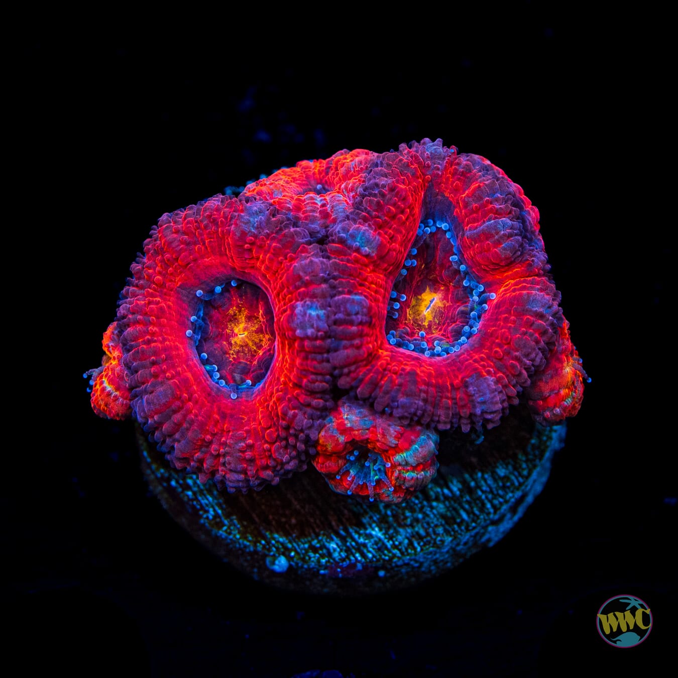 Volcanic Aussie Lord