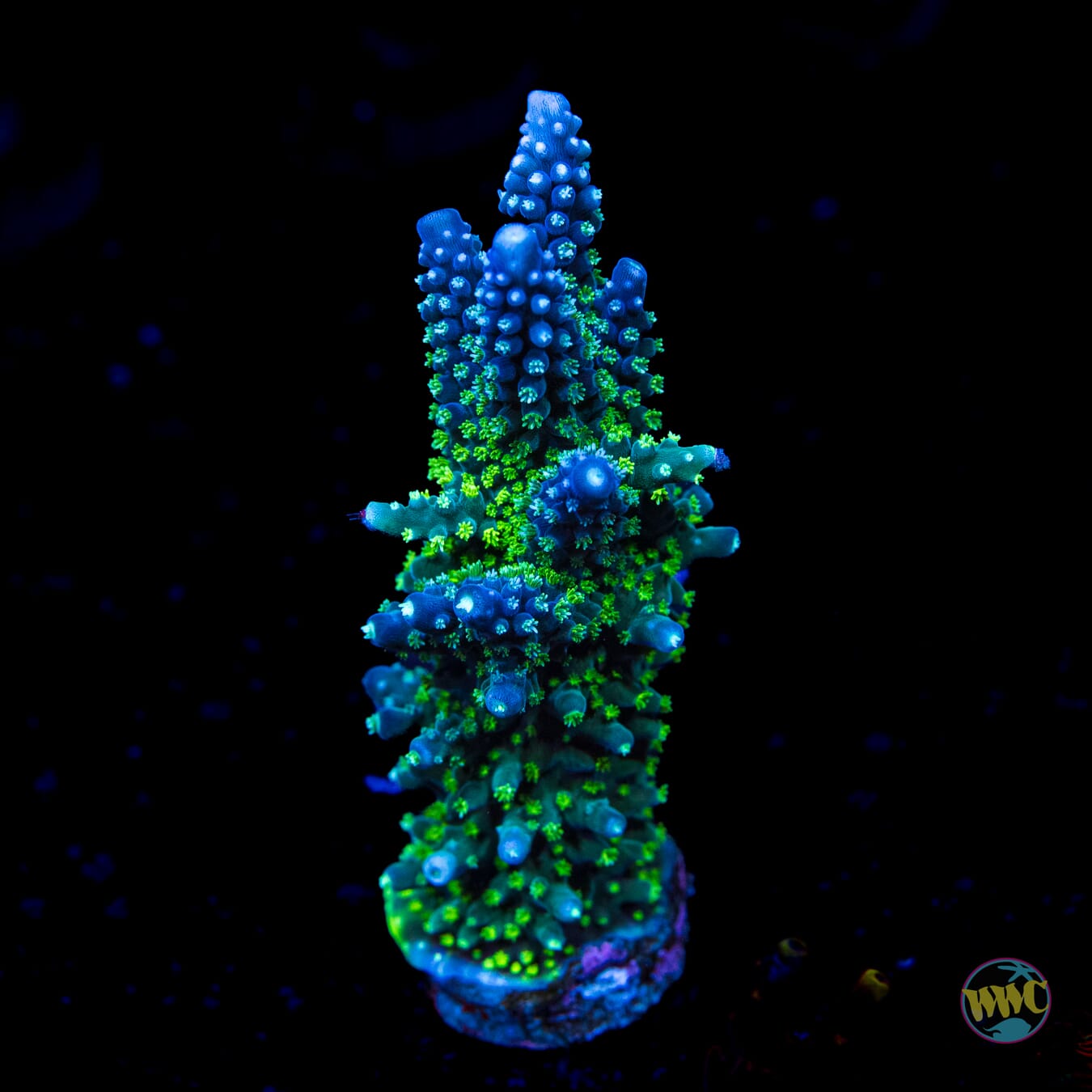 WWC Blue Lightning Stag Acropora