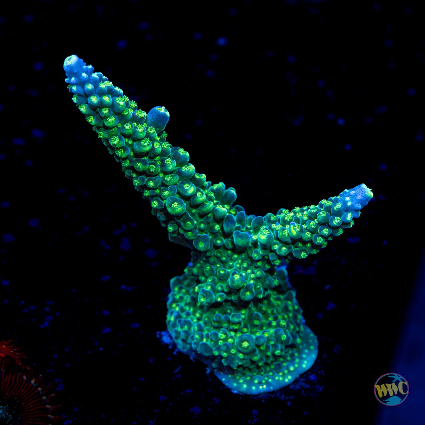 Paletta Tricolor Acropora