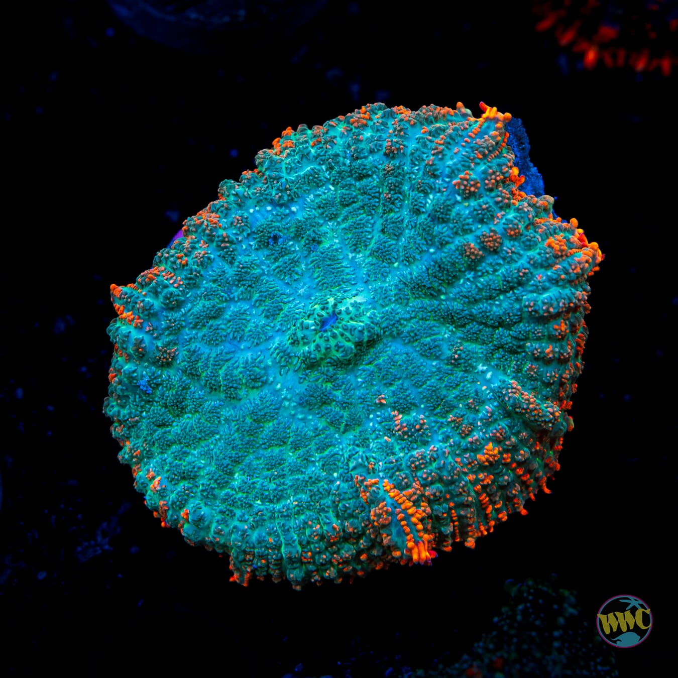 Dragon Pulse Rhodactis Mushroom