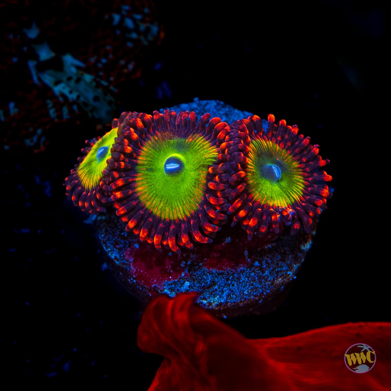 Candy Apple Red Zoanthids
