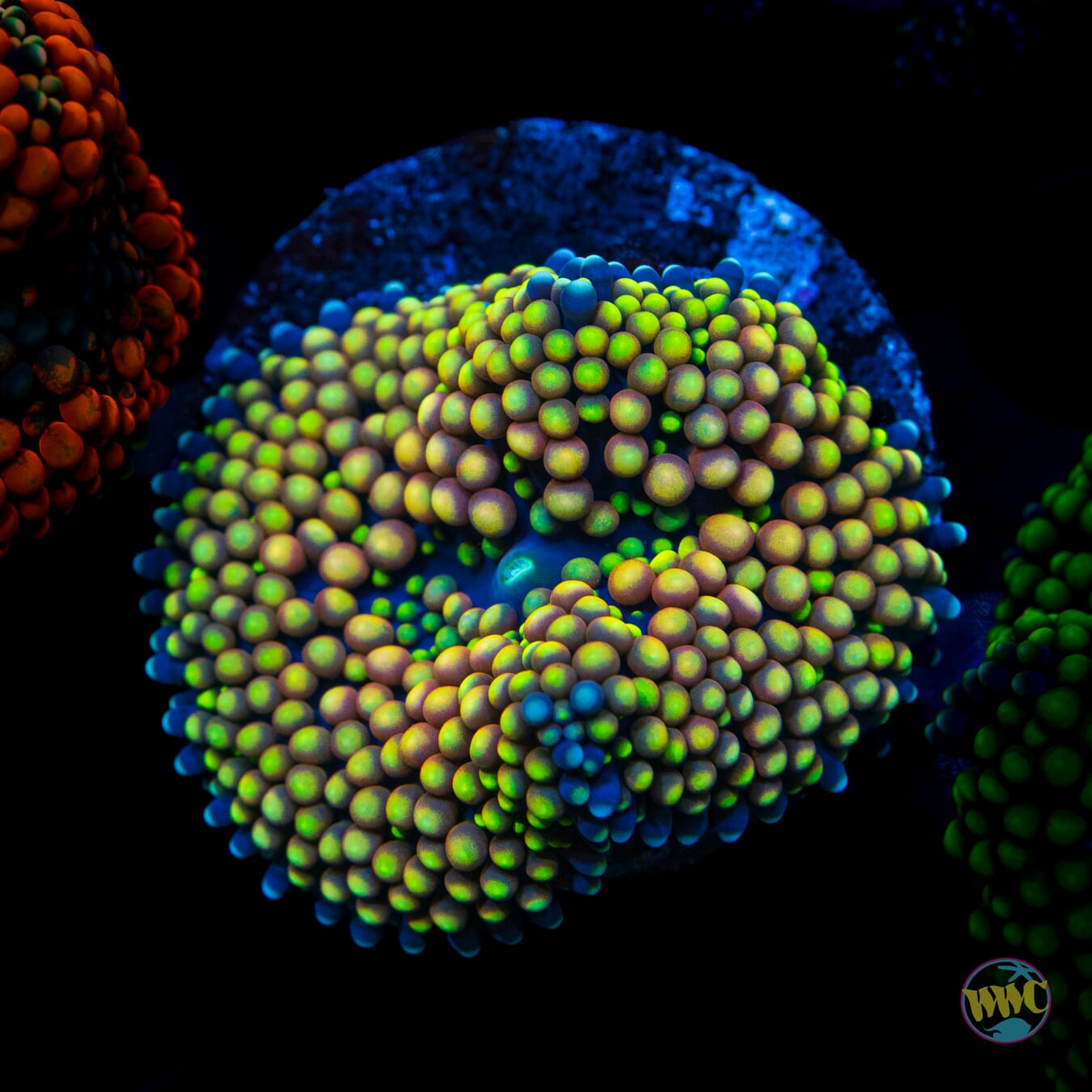 Peachy Keen Ricordea Mushroom