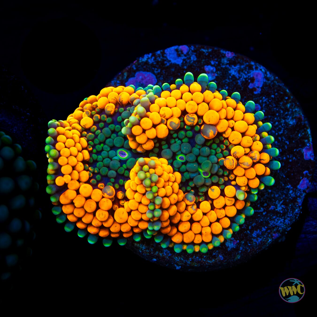 Citrus Grove Ricordea Mushroom