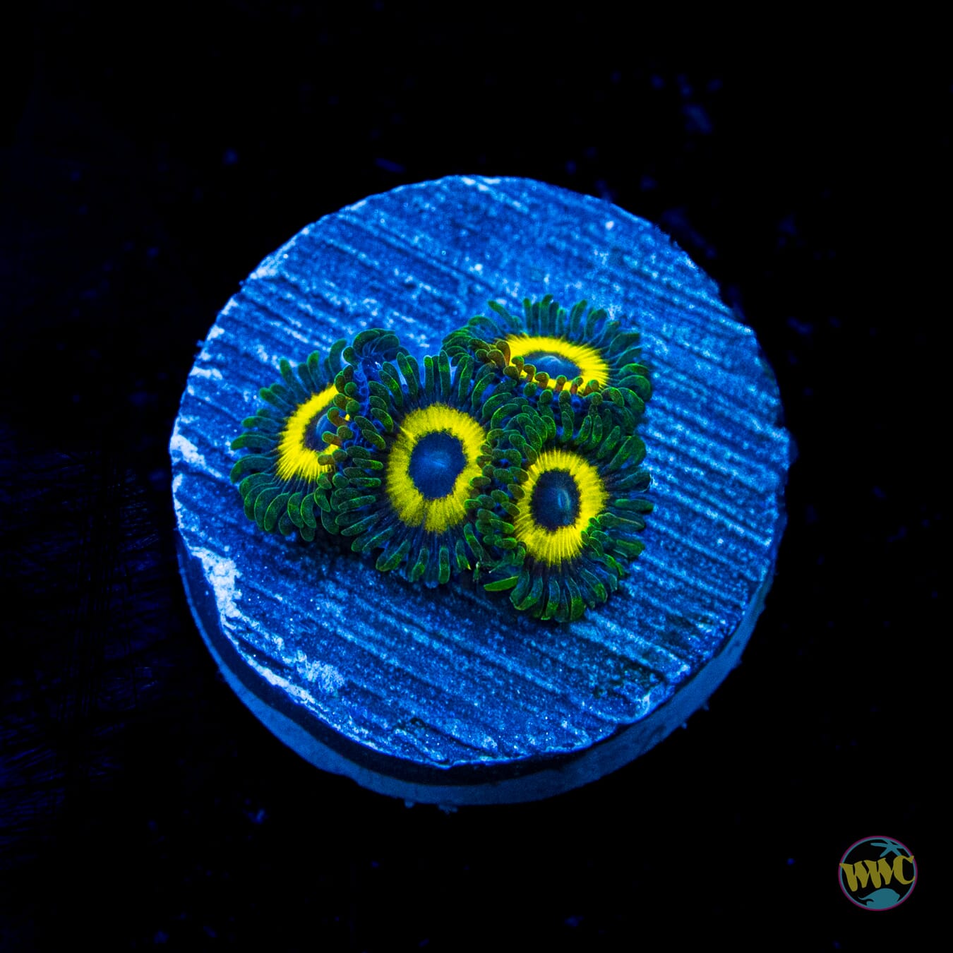 WWC Yellow Submarine Zoanthids