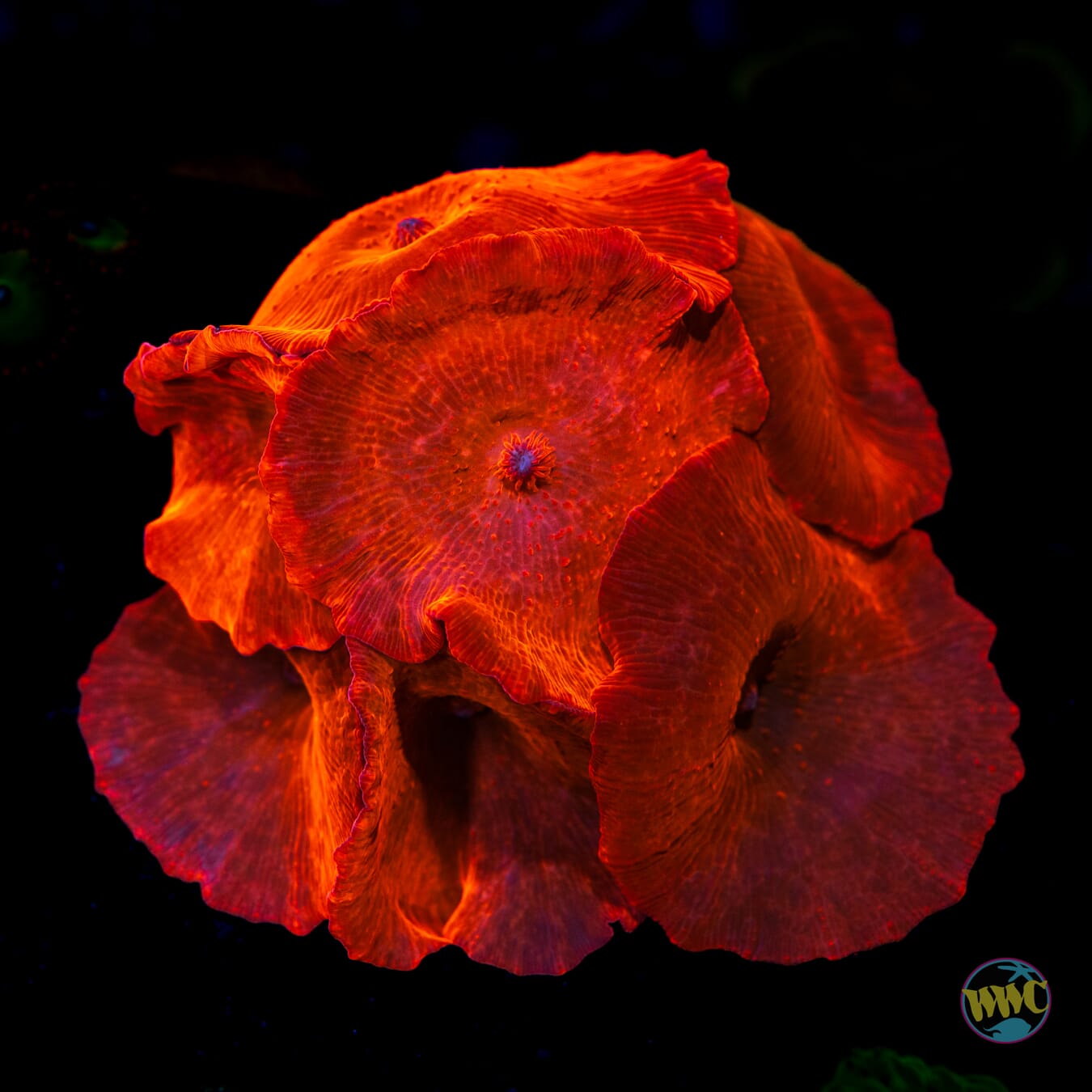 WWC Red Jaguar Discosoma Mushroom