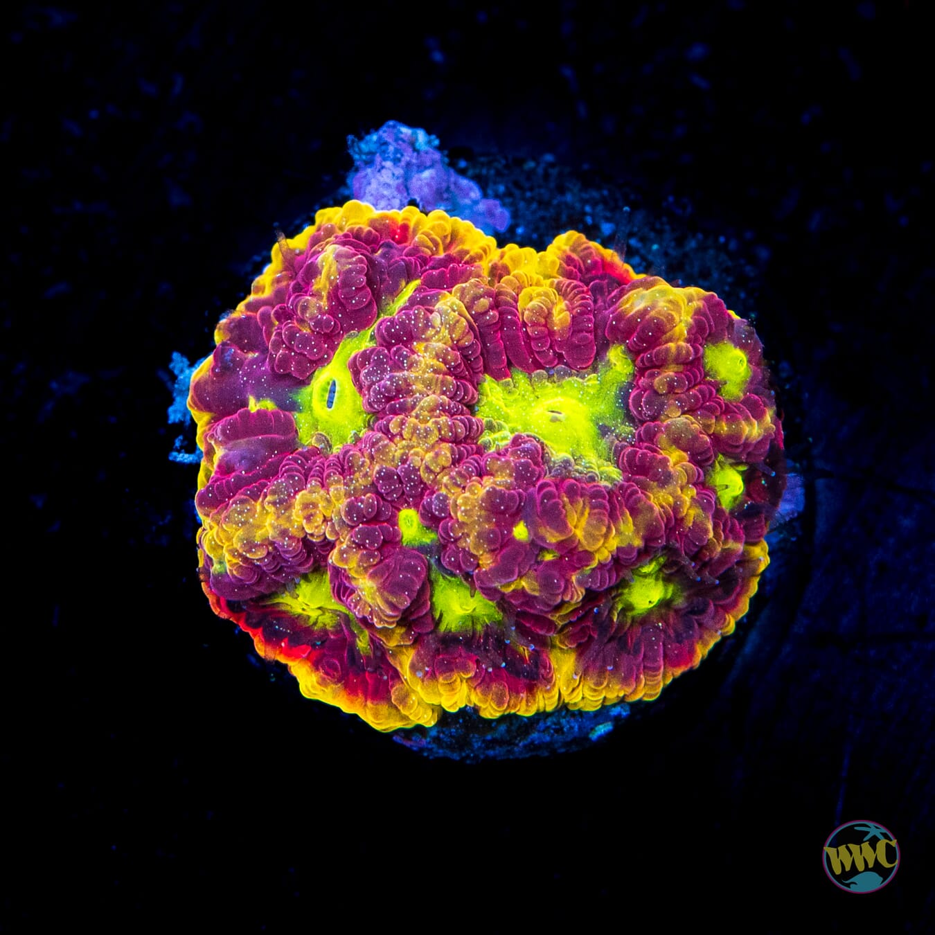 WWC Blood Diamond Favites