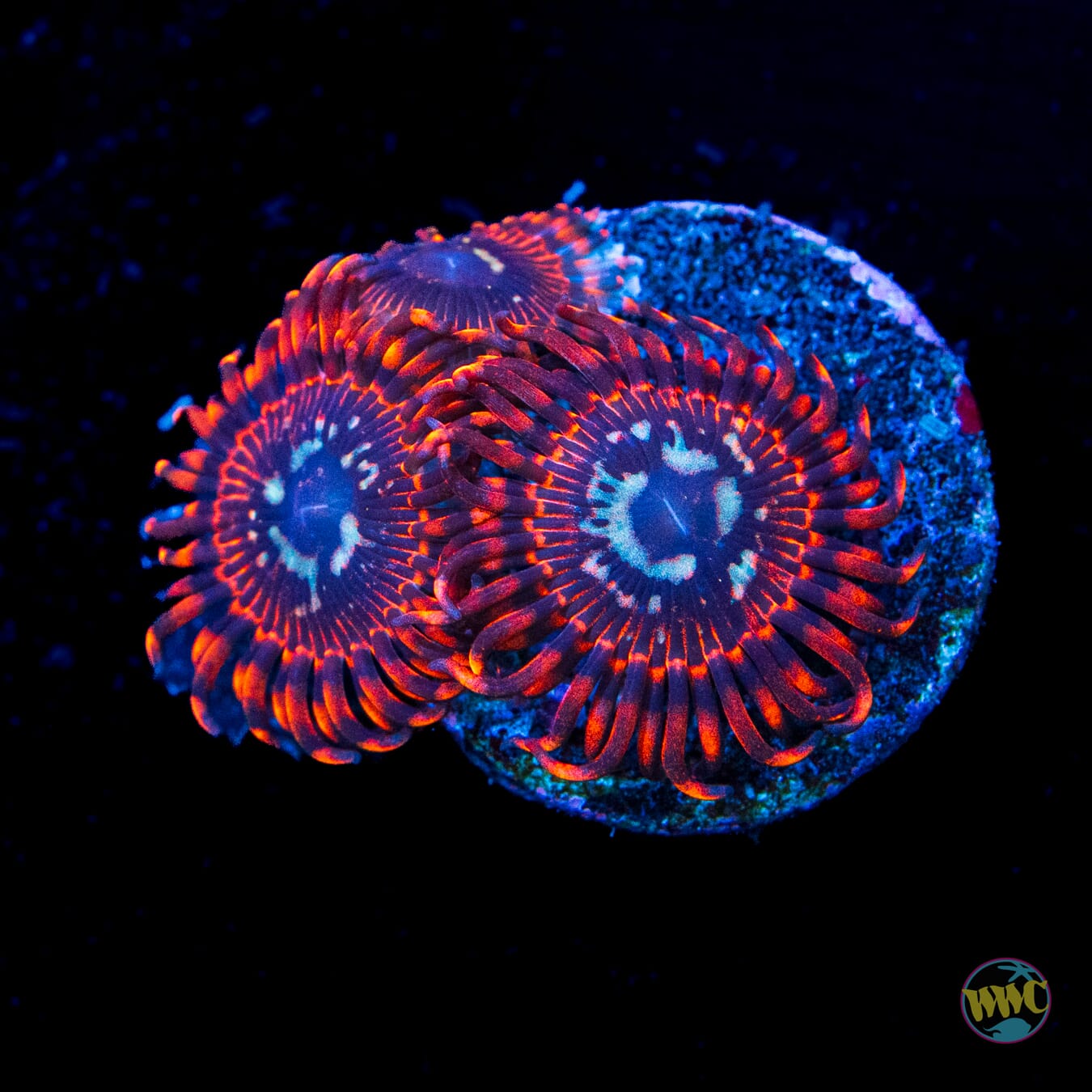 Utter Peace Zoanthids