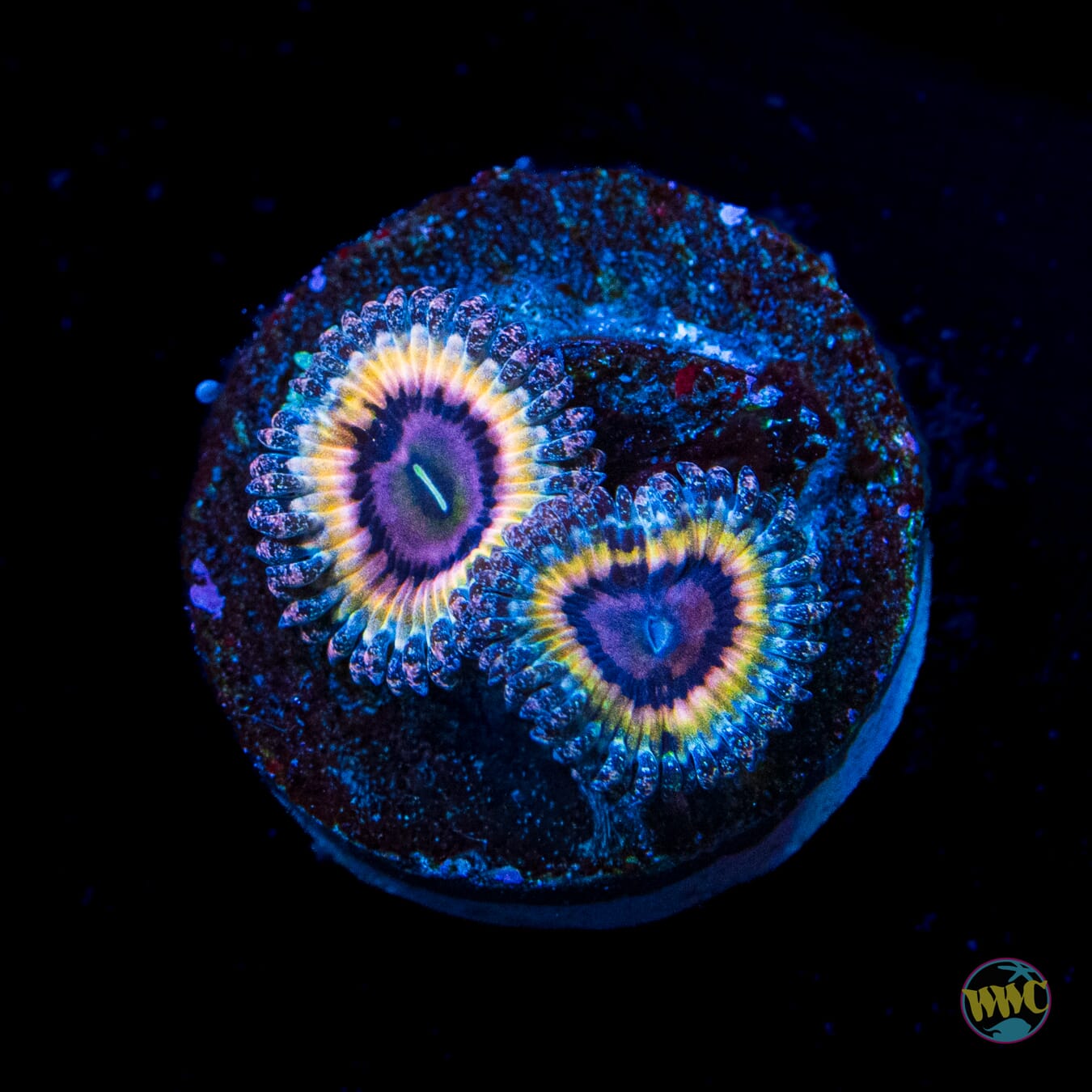 Queen Stratosphere Zoanthids