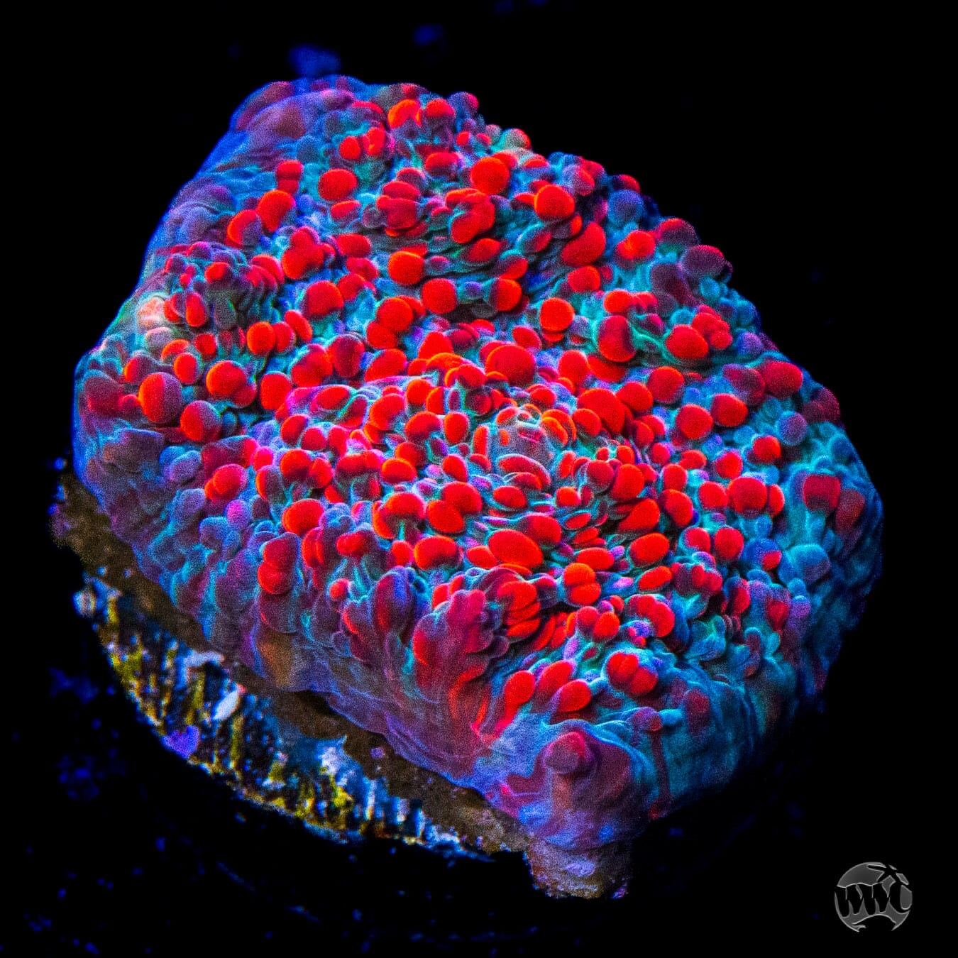 WWC Cherry Garcia Chalice Coral
