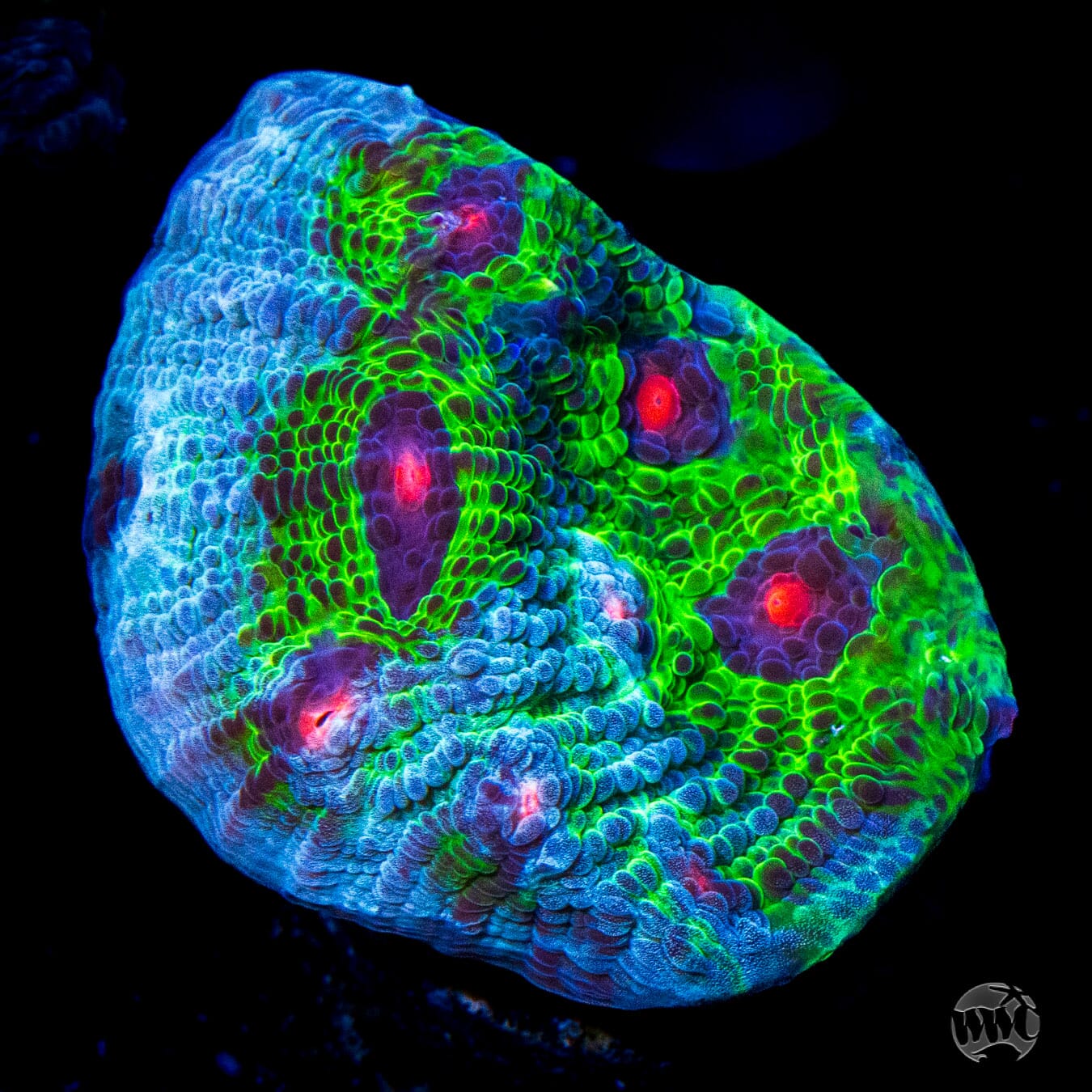 WWC Avatar Chalice Coral