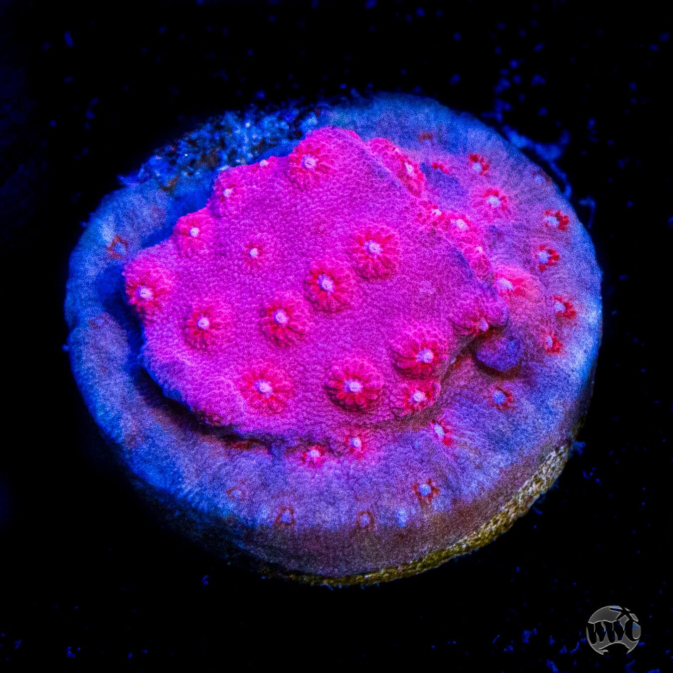 Pinky Cyphastrea Coral