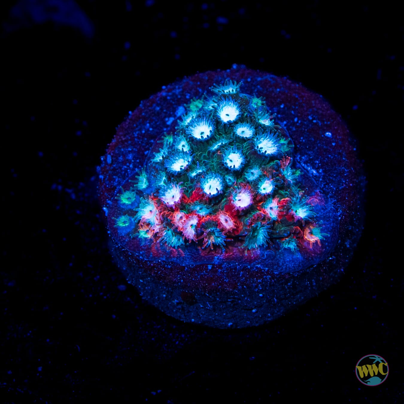 Jason Fox Fender Bender Cyphastrea