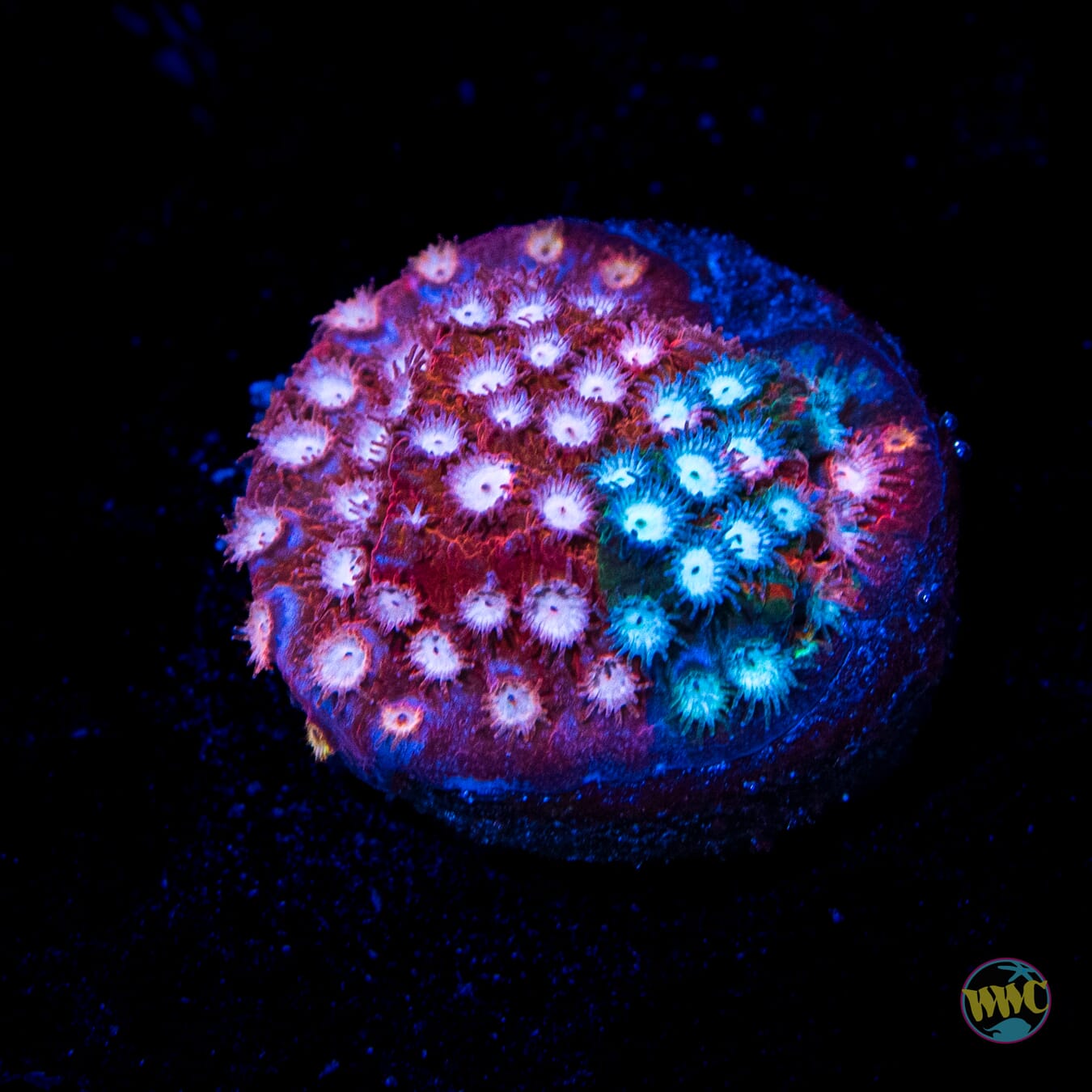 Jason Fox Fender Bender Cyphastrea