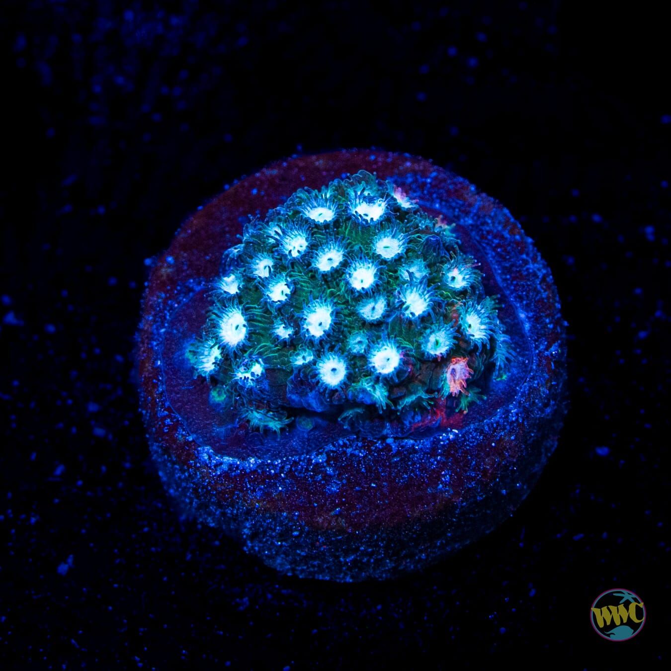 Jason Fox Fender Bender Cyphastrea