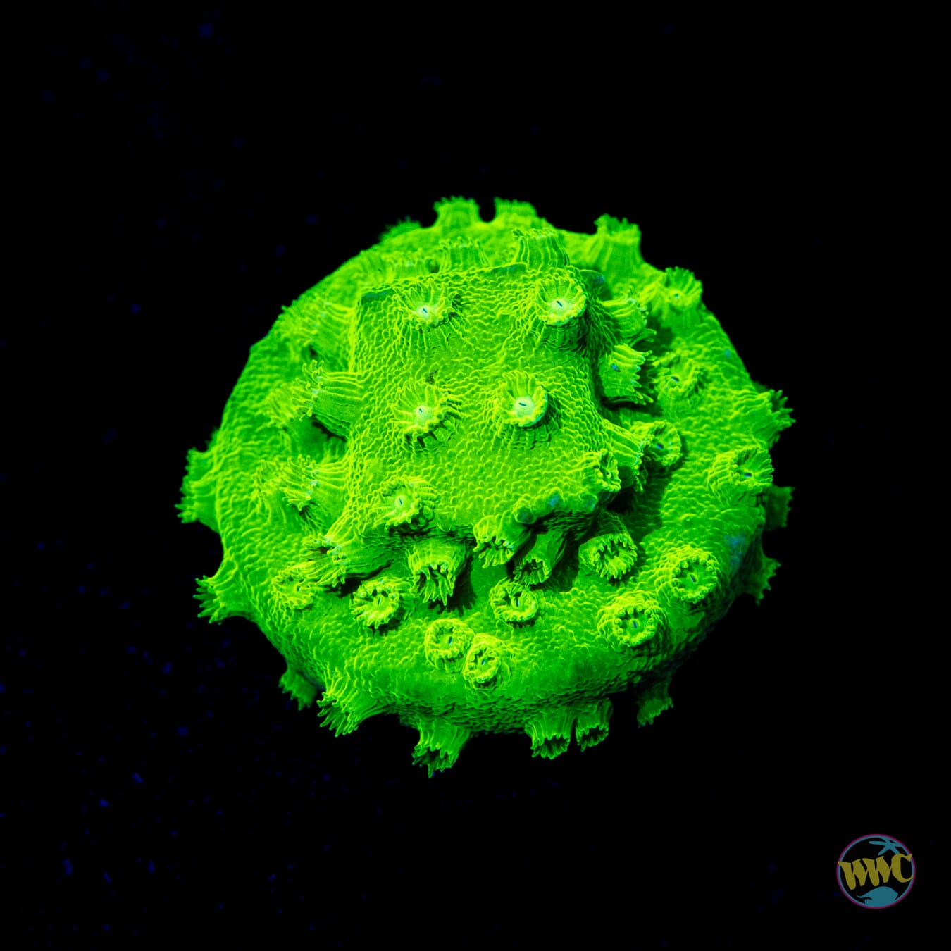 WWC Lime Green Cyphastrea