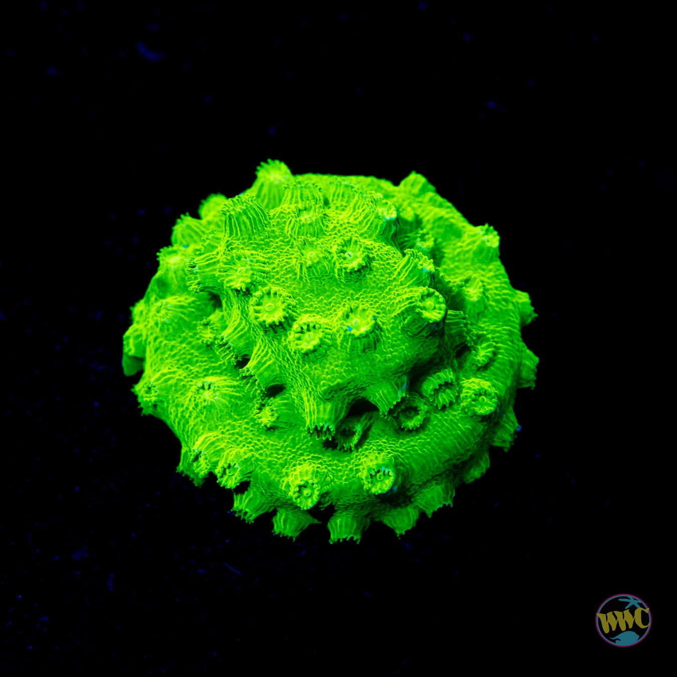 WWC Lime Green Cyphastrea