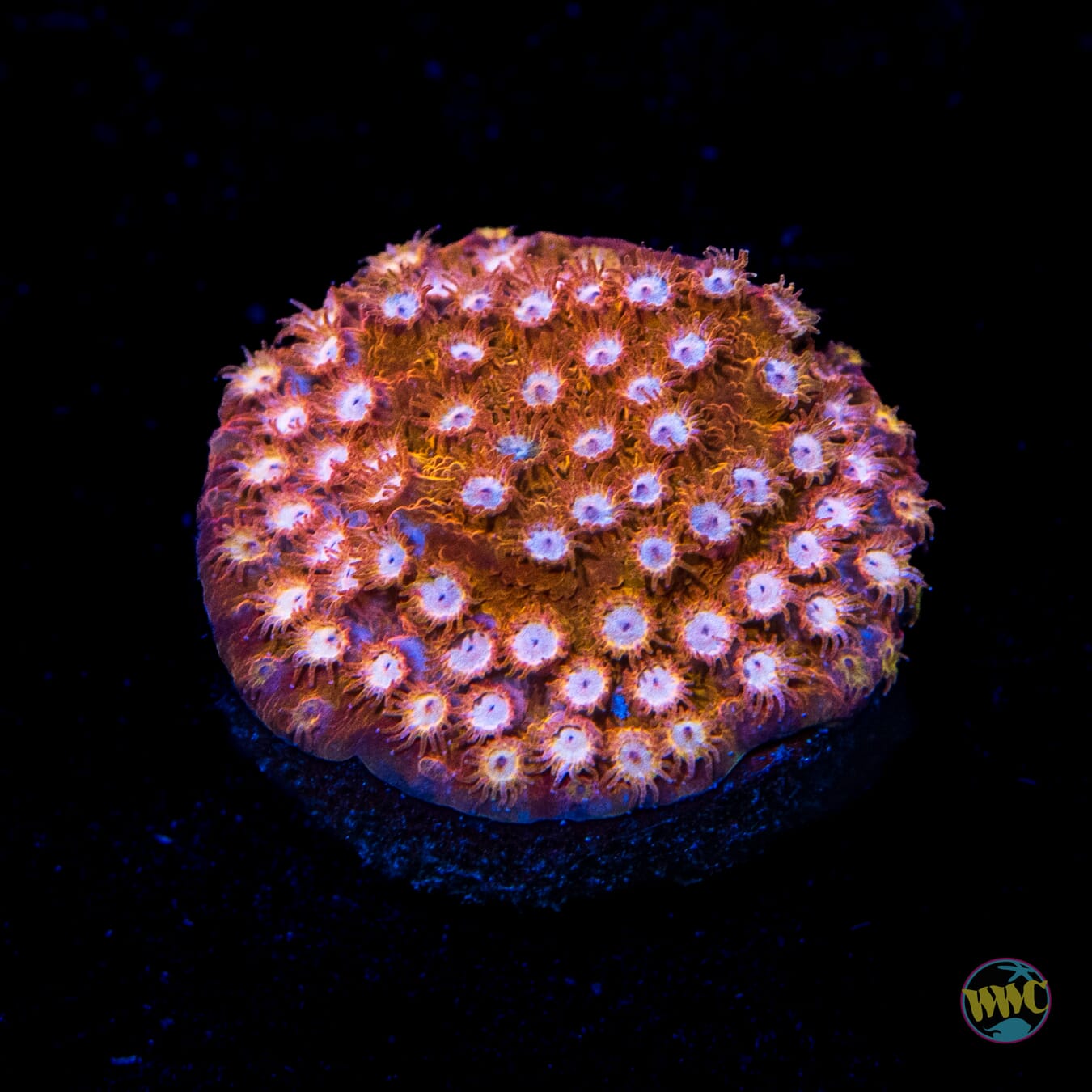 WWC Peppermint Cyphastrea