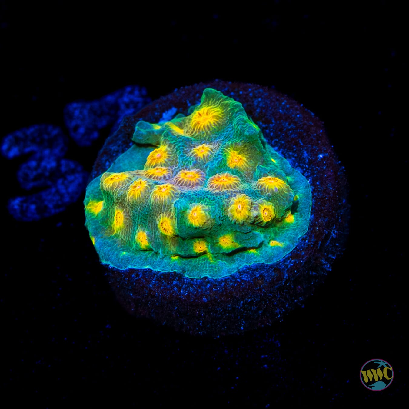 WWC Rainbow Madness Cyphastrea