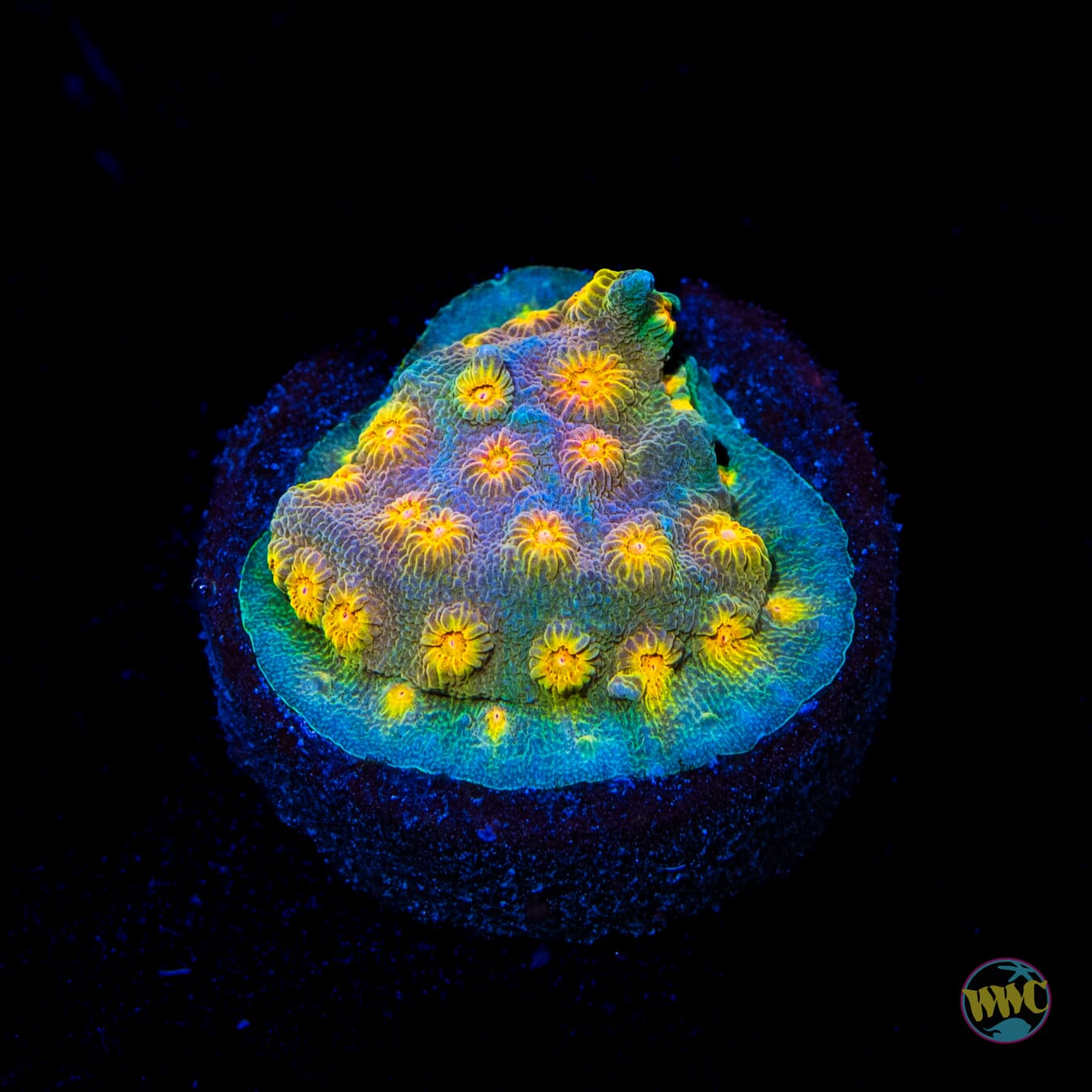 WWC Rainbow Madness Cyphastrea
