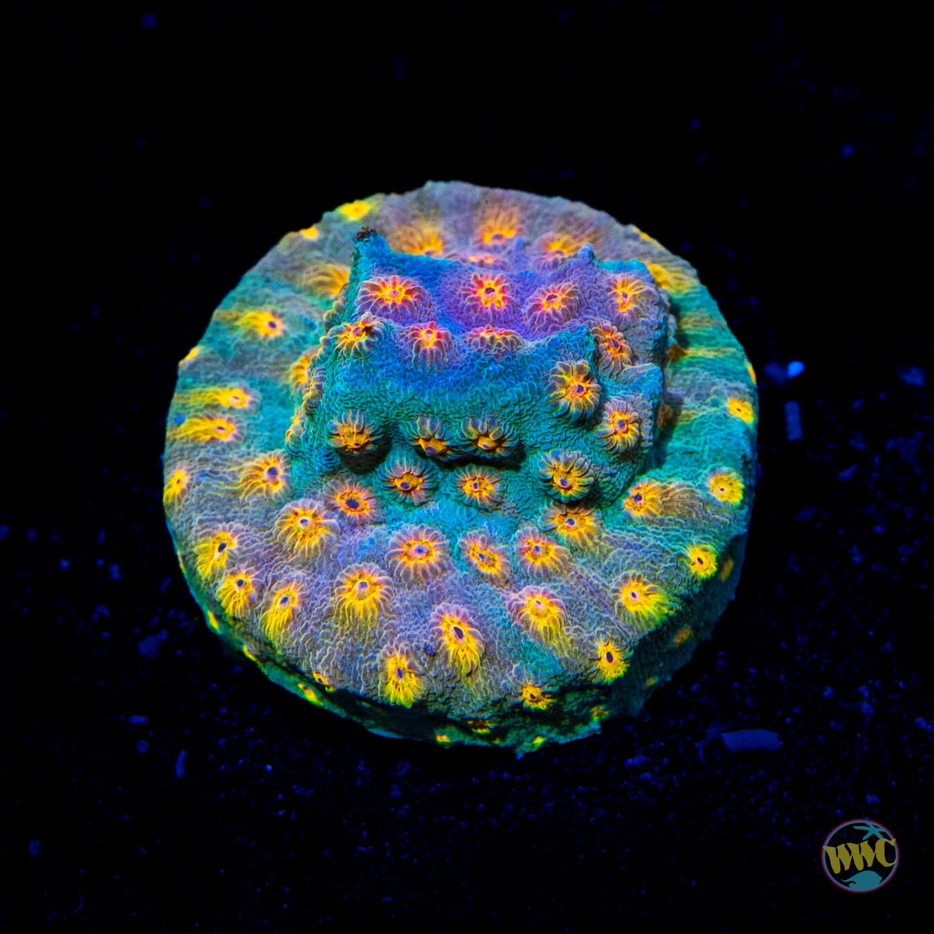 WWC Rainbow Madness Cyphastrea