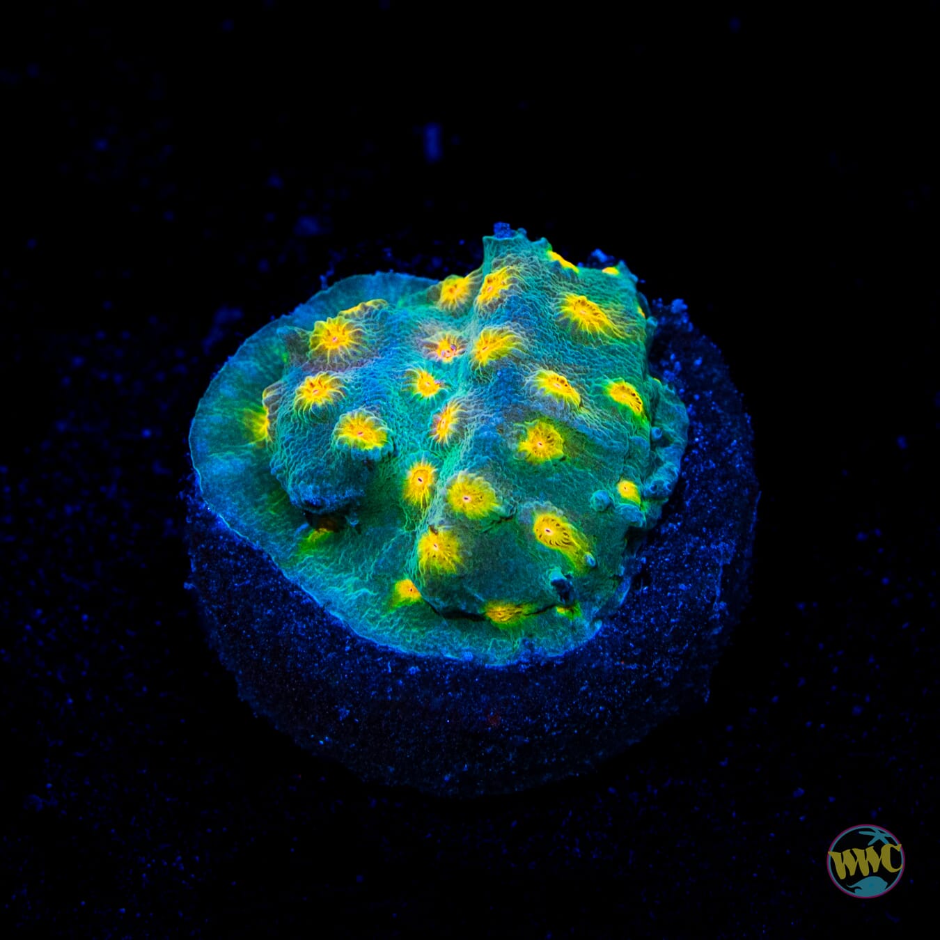 WWC Rainbow Madness Cyphastrea