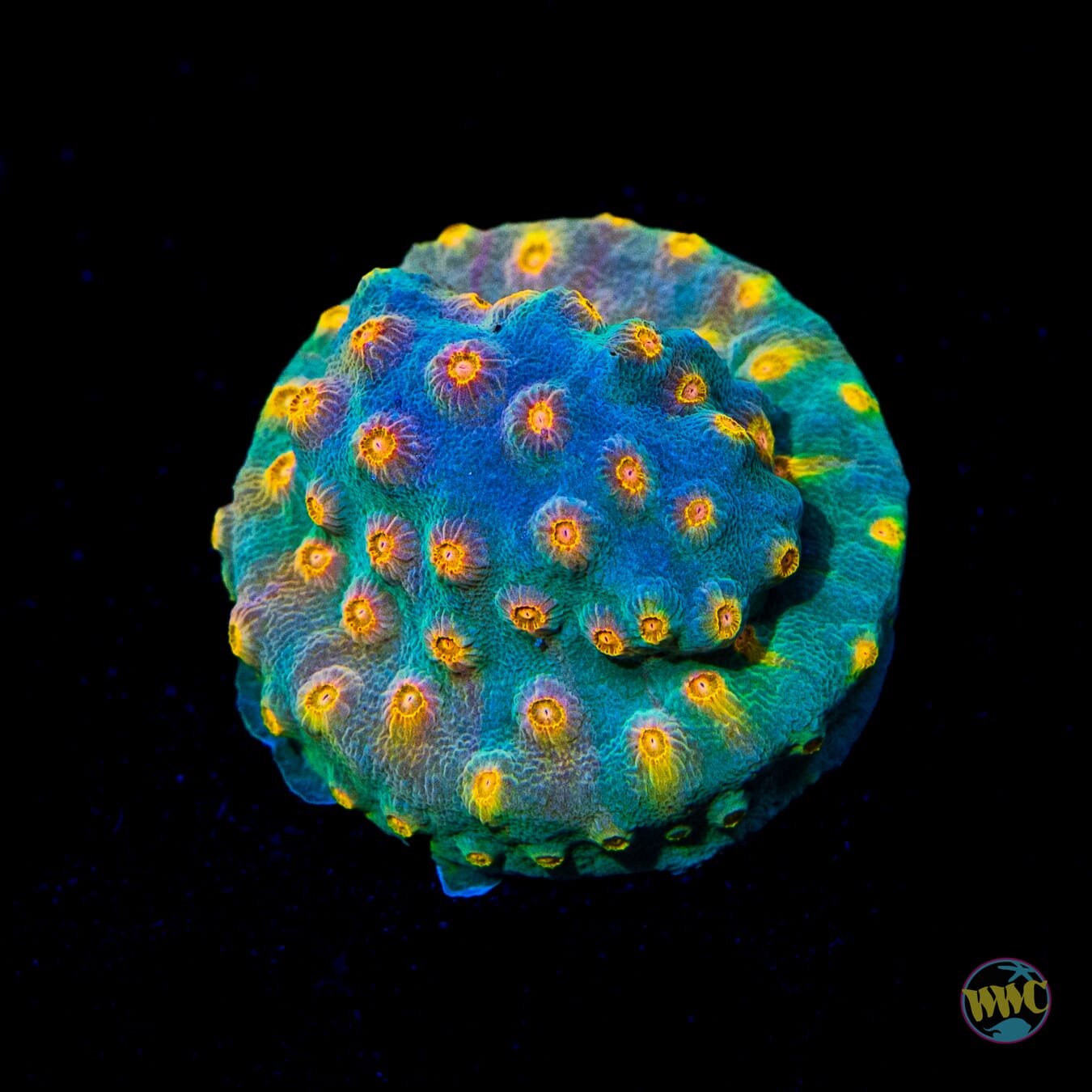 WWC Rainbow Madness Cyphastrea