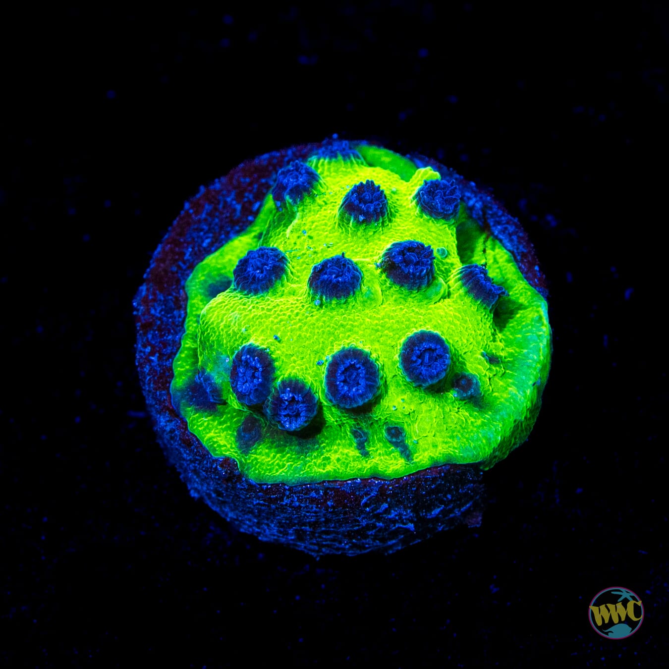 WWC Mardi Gras Cyphastrea