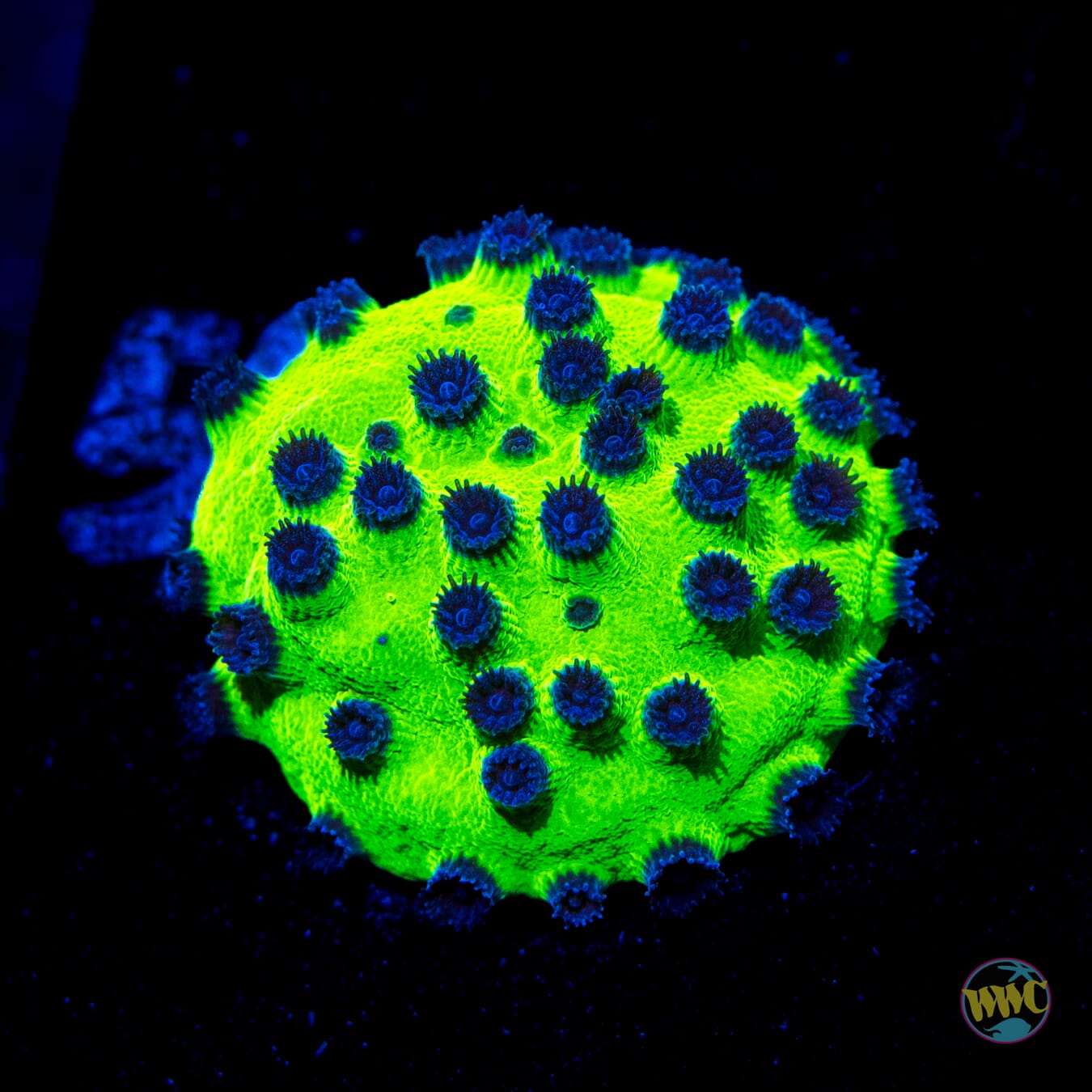 WWC Mardi Gras Cyphastrea