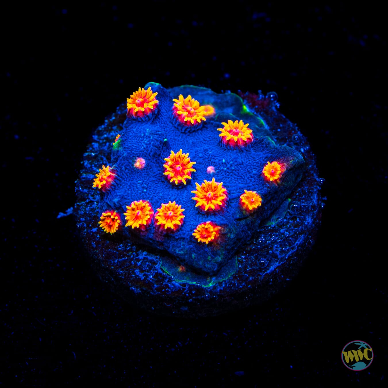 WWC Bizarro Cyphastrea