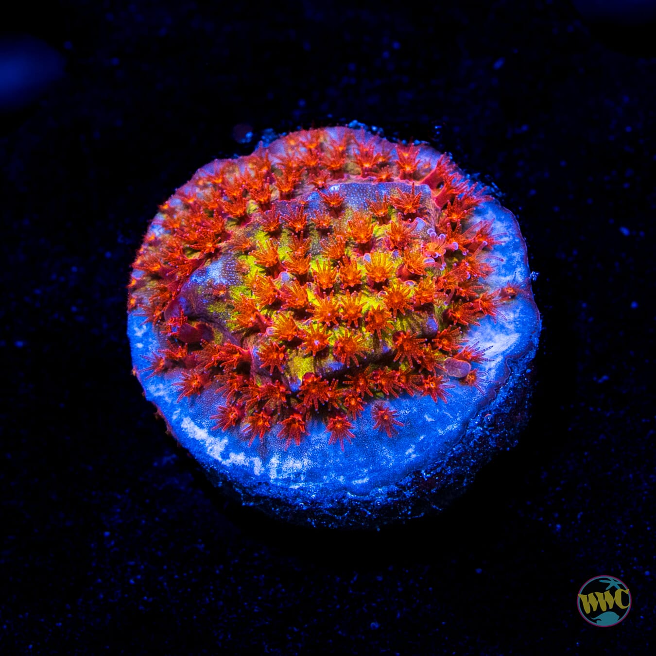 Jason Fox Burning Banana Stylocoeniella