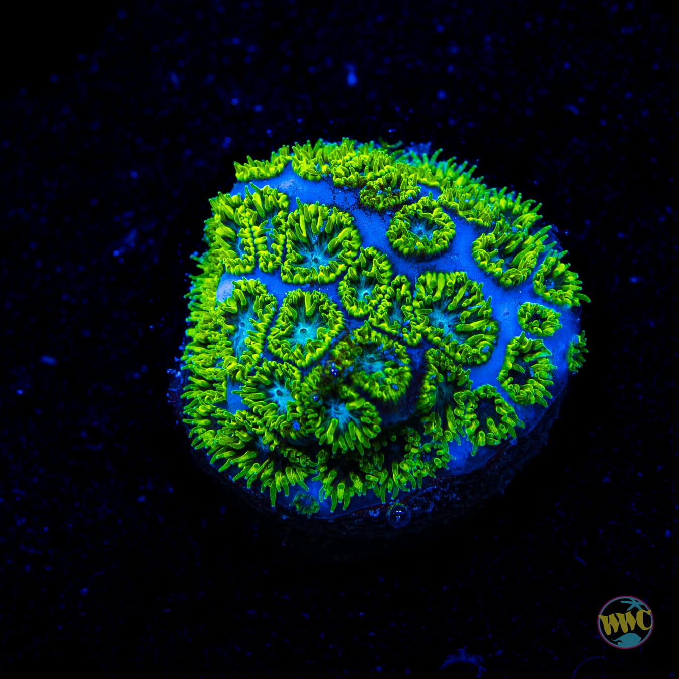 WWC Kermit the Frog Leptastrea