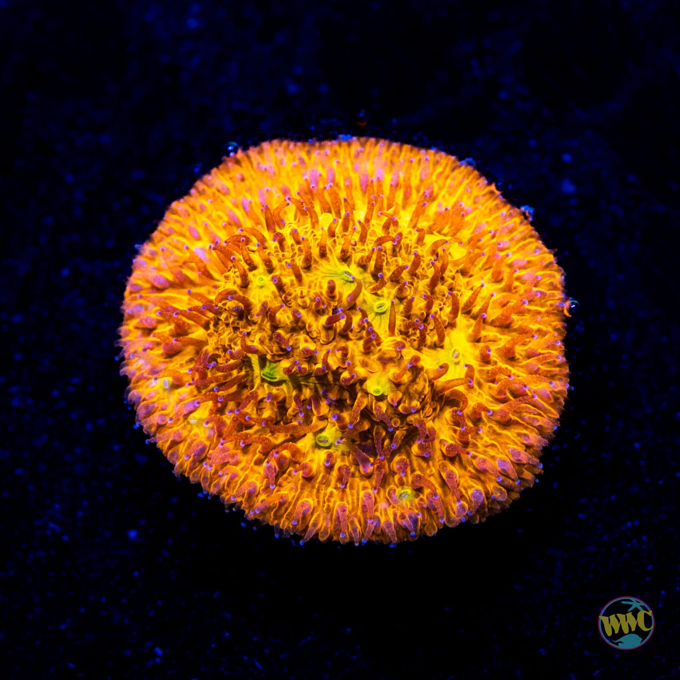 WWC C3PO Lithophyllon