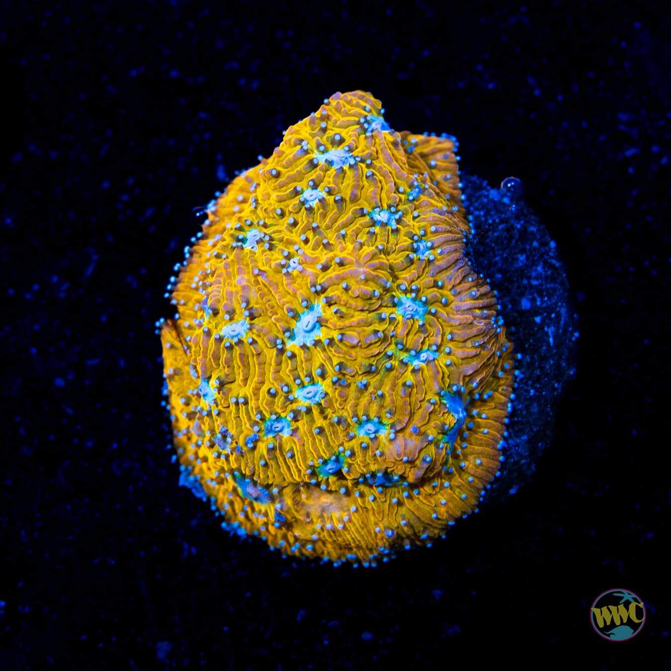 WWC Tiger Eye Lithophyllon