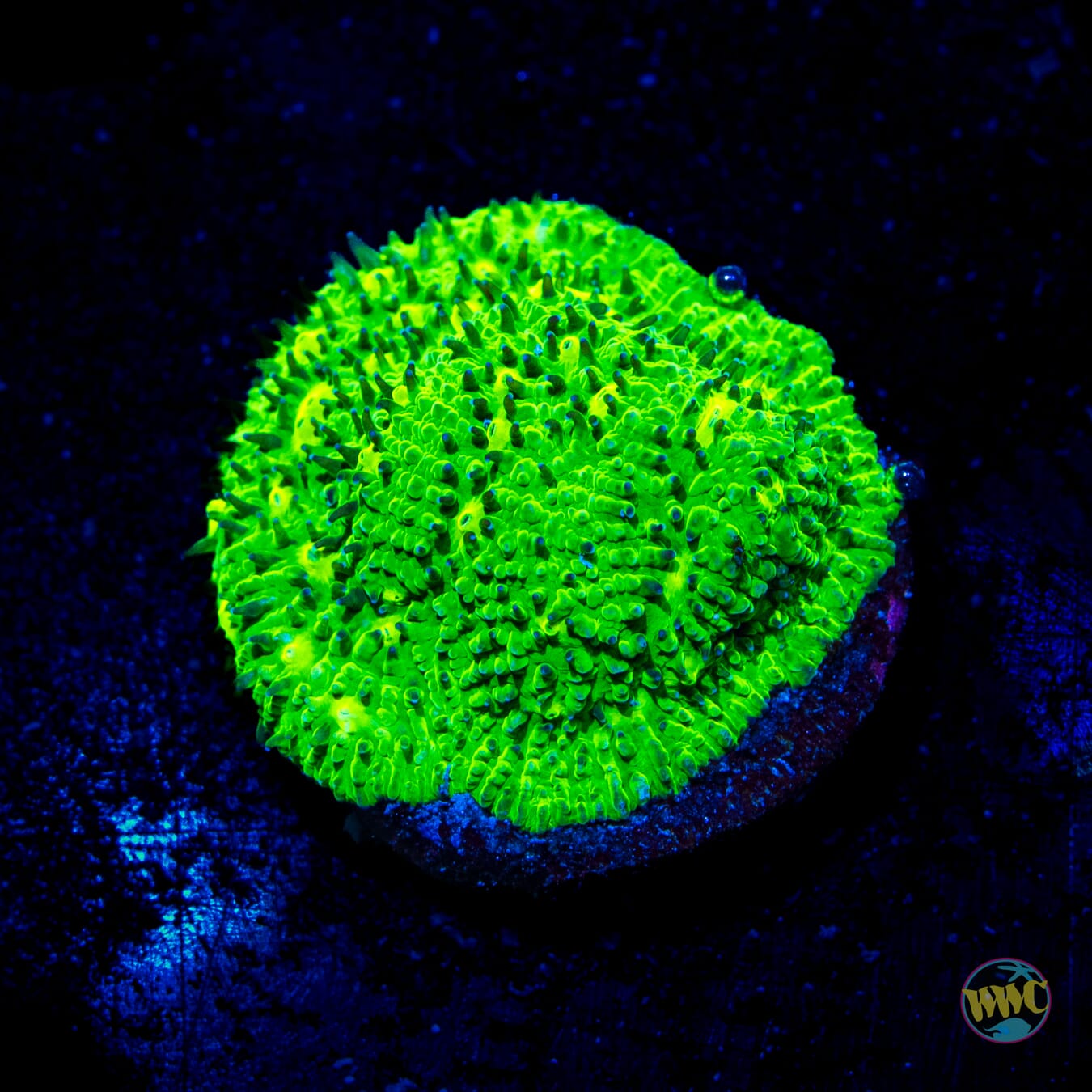 Leprechaun Lithophyllon