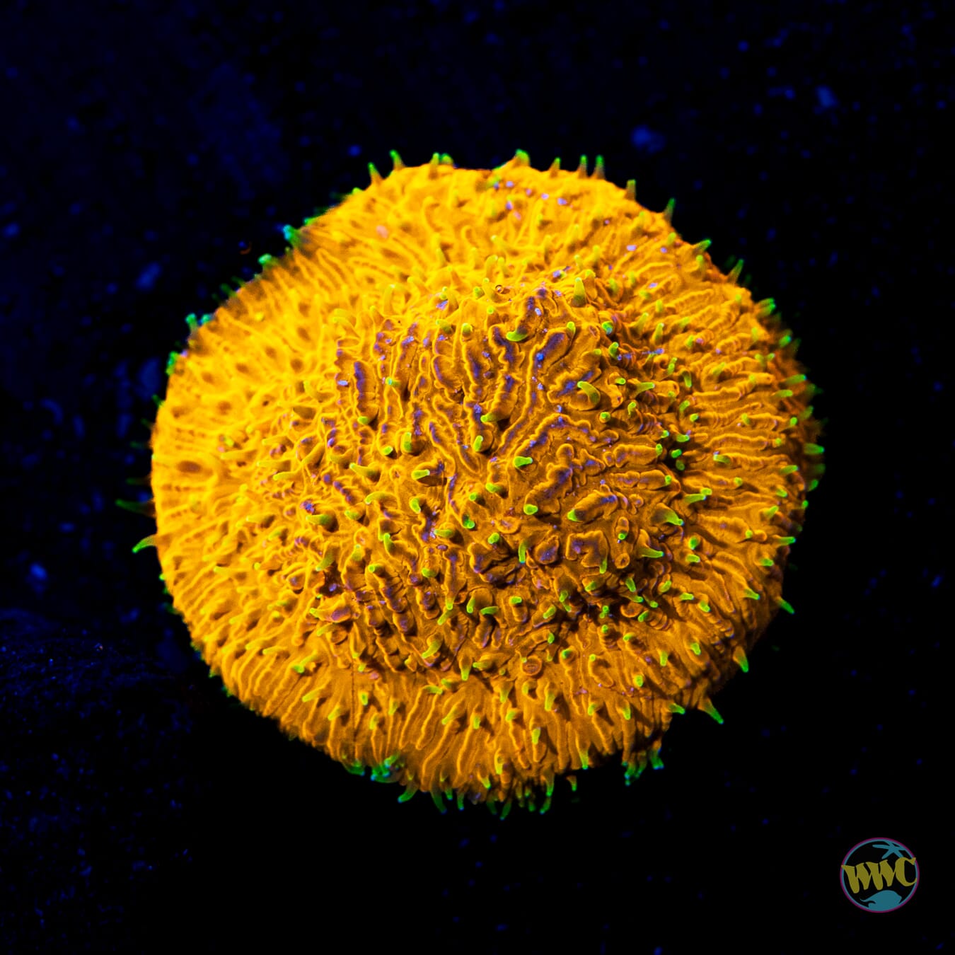 WWC Honeysickle Lithophyllon