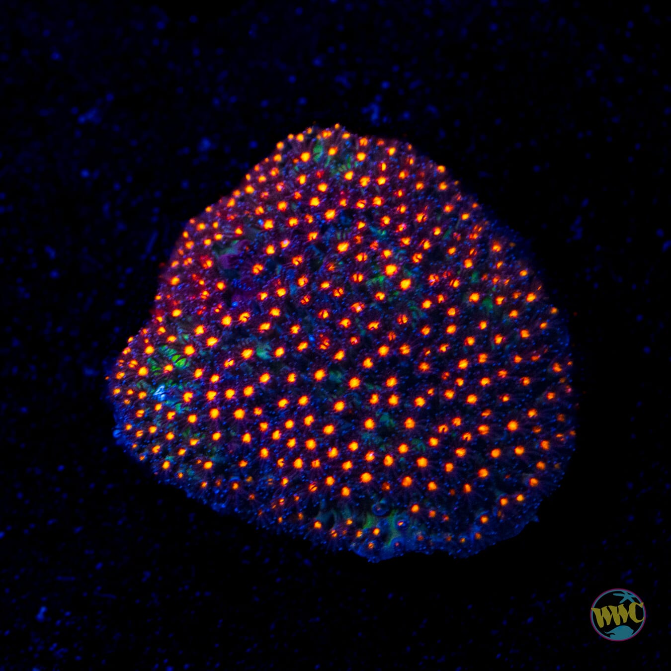 Jason Fox Sunset Stylocoeniella