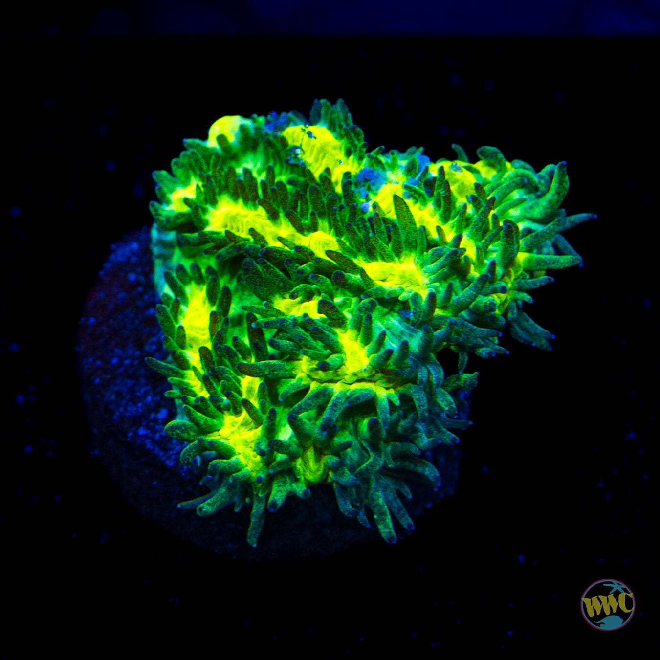 Jason Fox Limelight Hydnophora