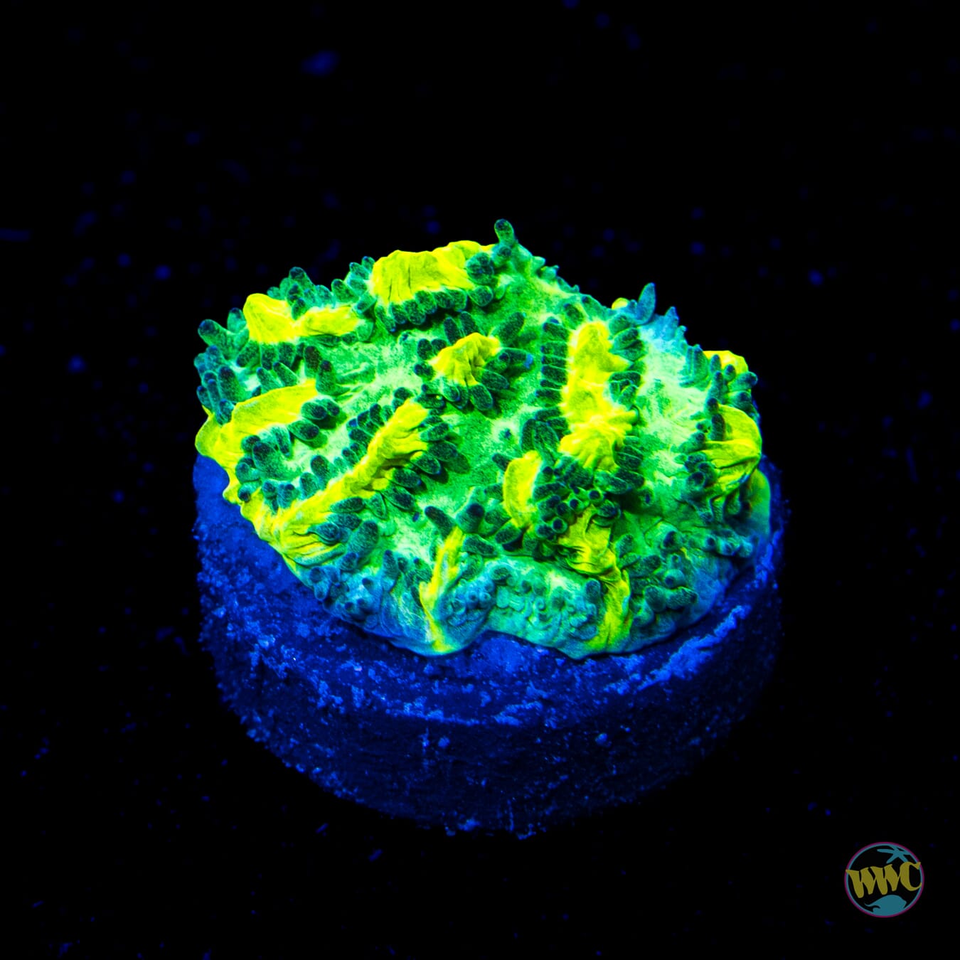 Jason Fox Limelight Hydnophora