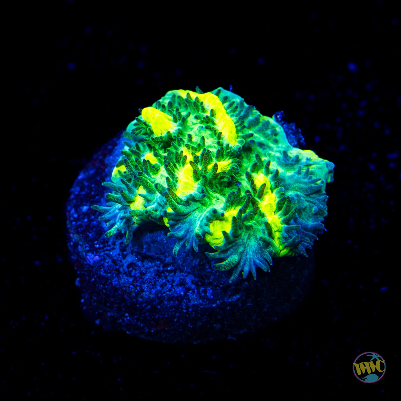 Jason Fox Limelight Hydnophora