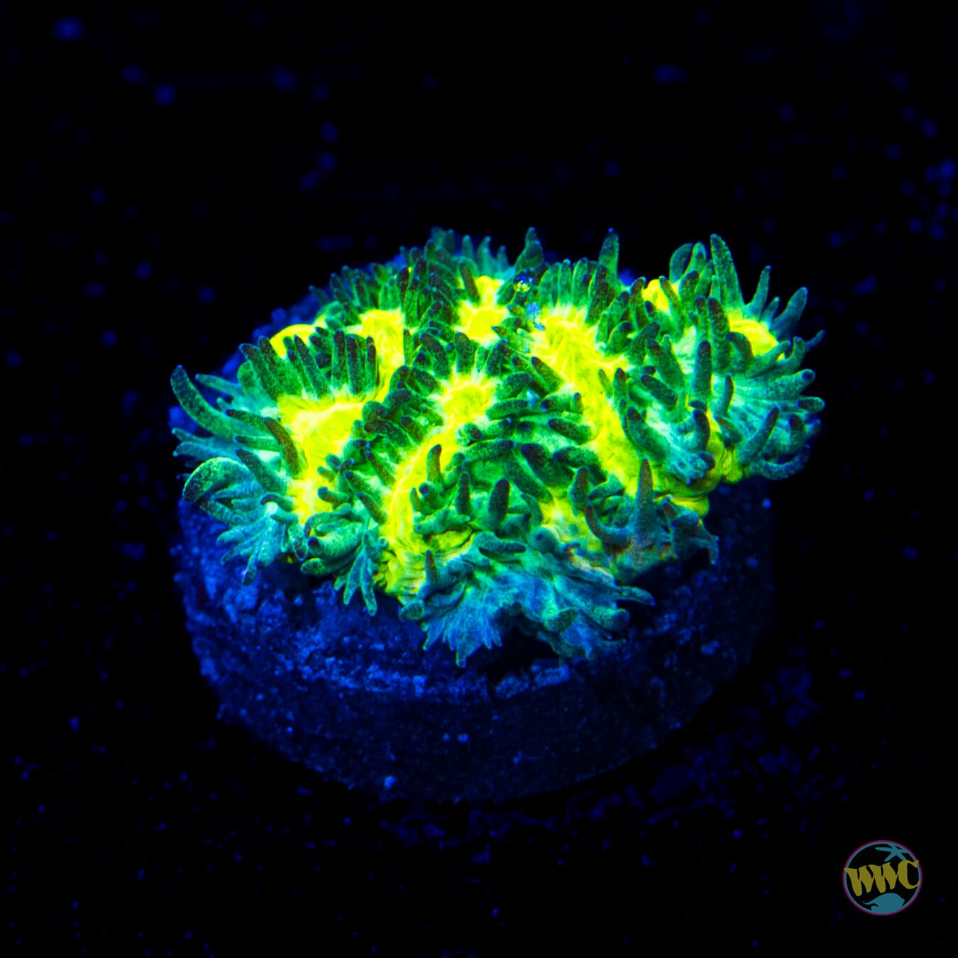 Jason Fox Limelight Hydnophora