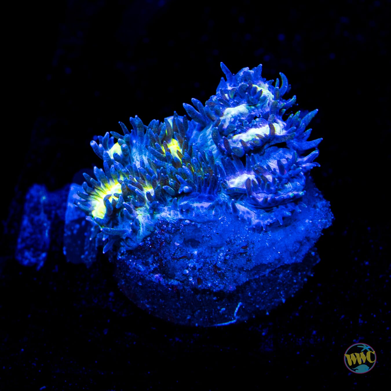 Jason Fox Blueberry Blast Hydnophora