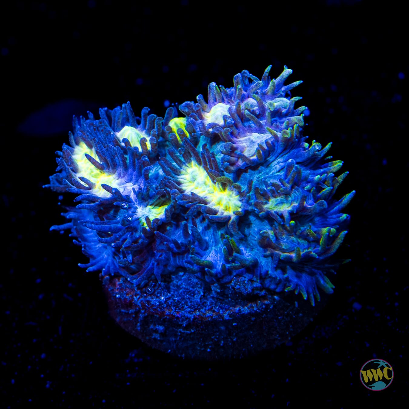 Jason Fox Blueberry Blast Hynophora