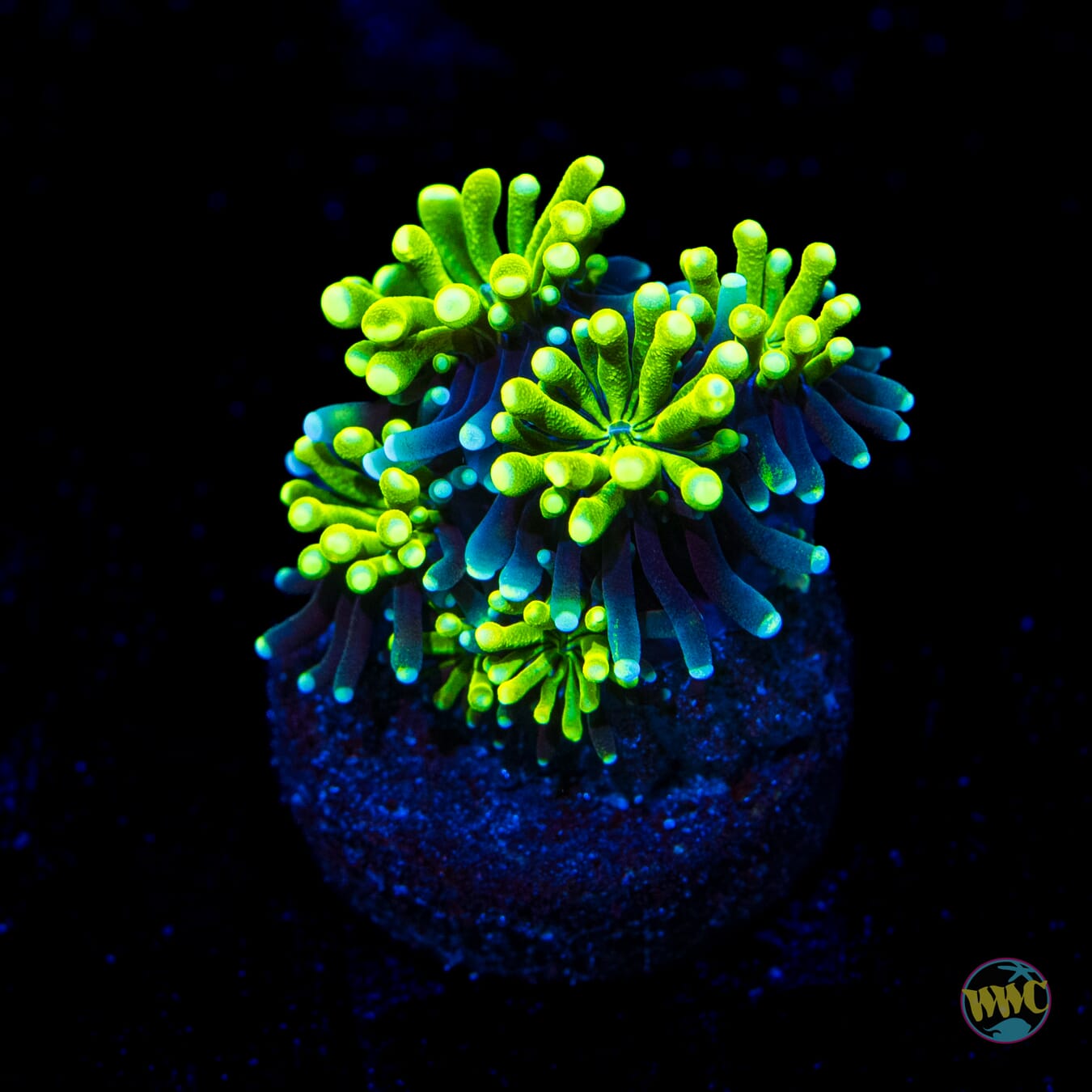 WWC Lemonade Galaxea