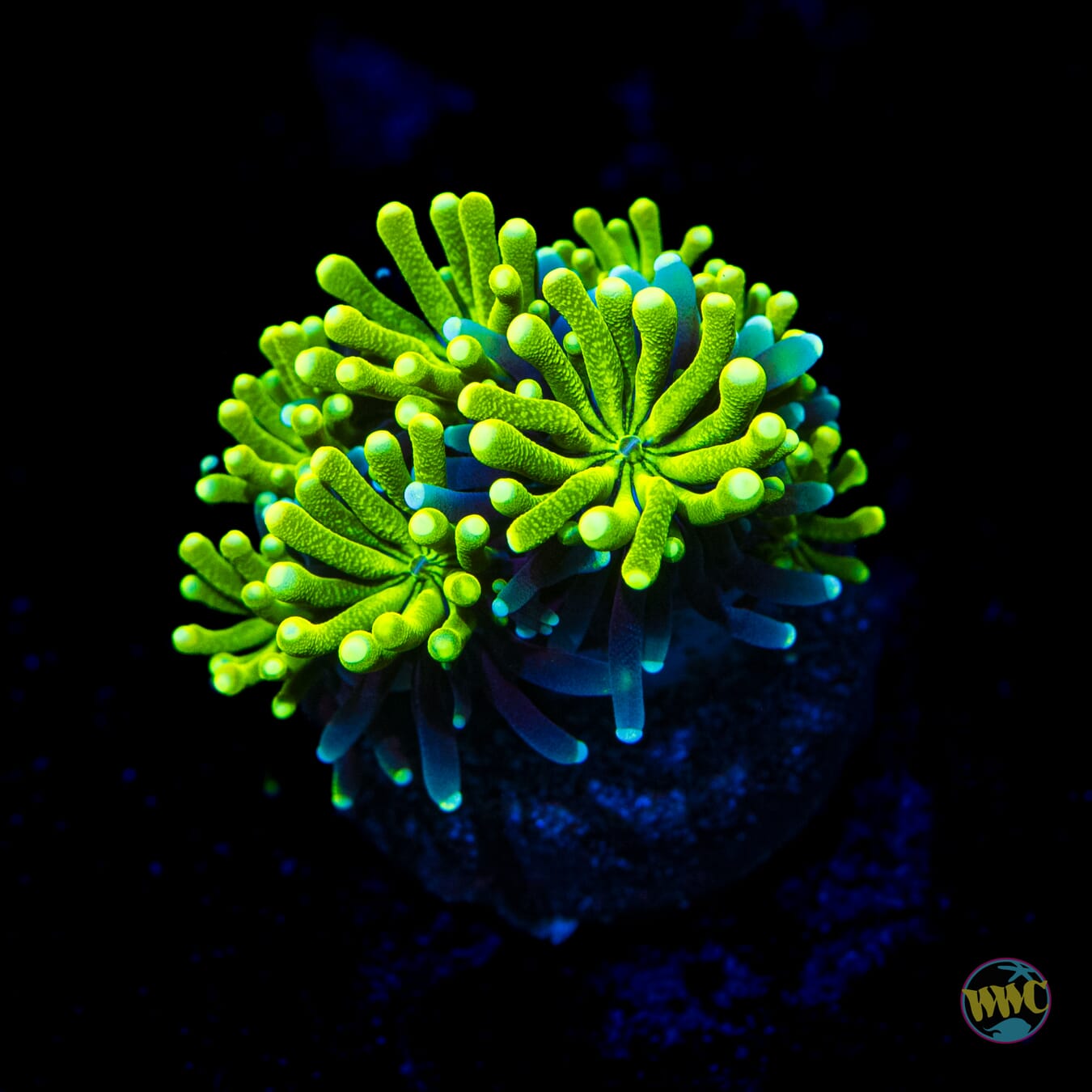 WWC Lemonade Galaxea