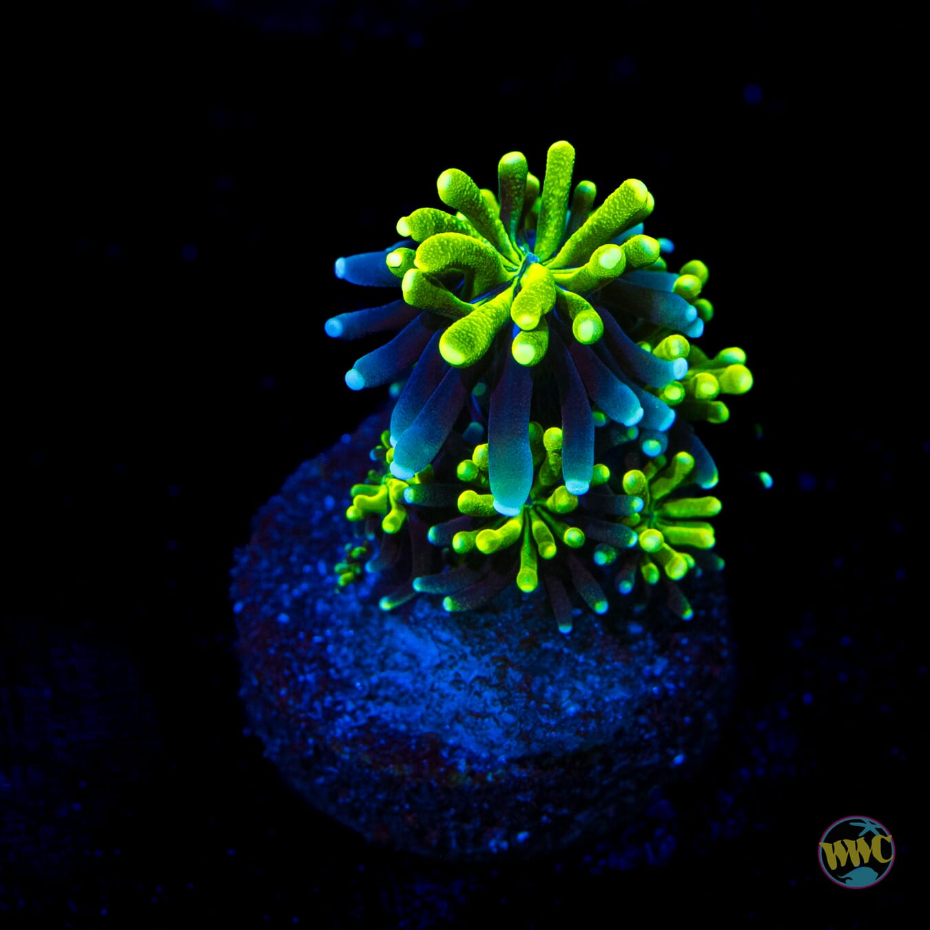 WWC Lemonade Galaxea